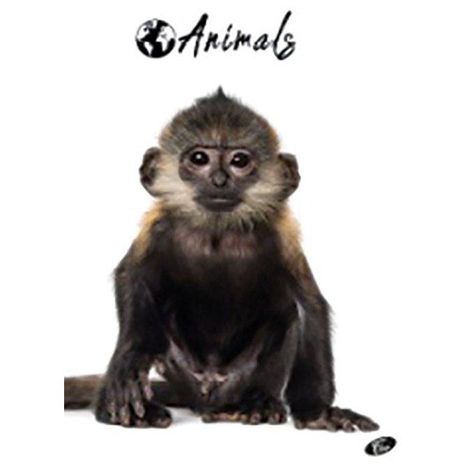 Teka meki uvez A4 karo 40+2L 80g Animal Elisa sortirani motivi Cijena