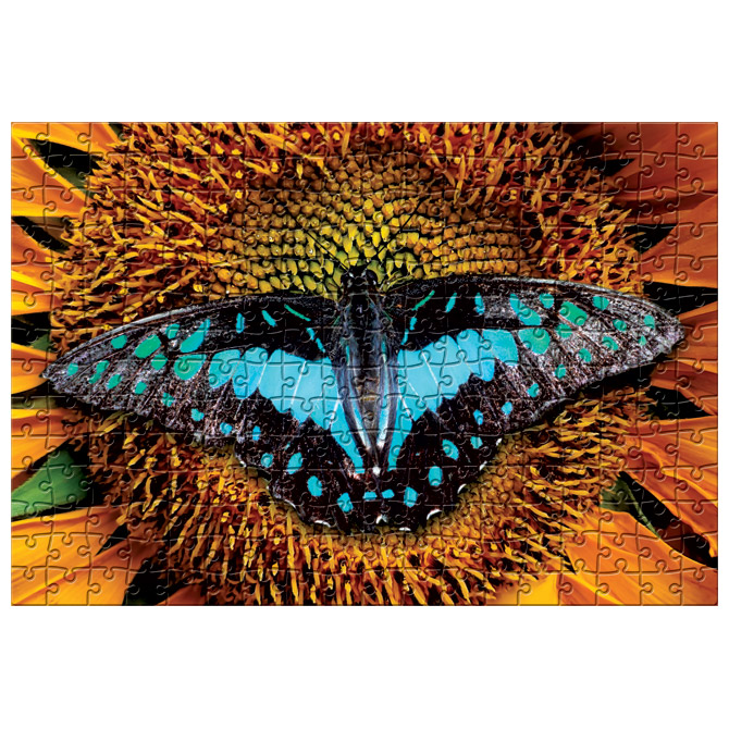 Puzzle 250 kom Colorful nature 2 Butterfly Interdruk Cijena