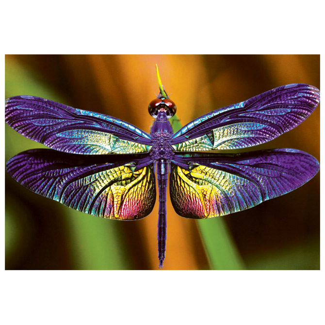 Puzzle 250 kom Colorful nature 3 Dragonfly Interdruk Cijena