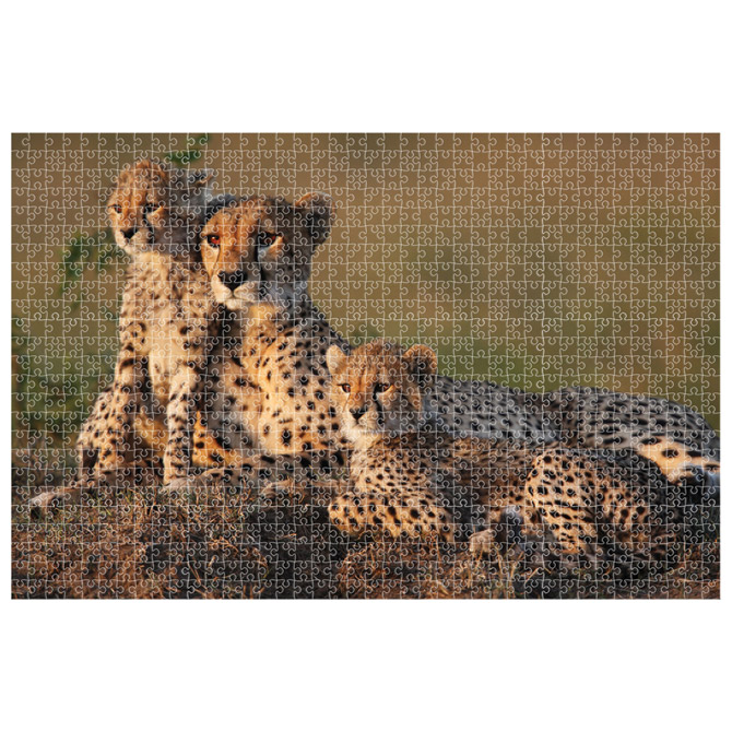 Puzzle 1000 kom Animal planet Cheetah Diakakis 000570697 Cijena