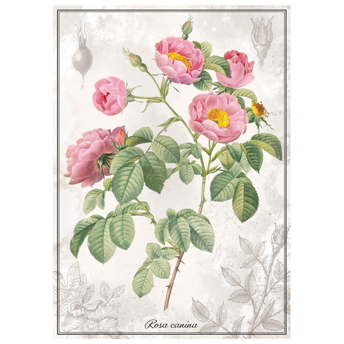 Puzzle 1000 kom tuba Botanic Rose Interdruk Cijena