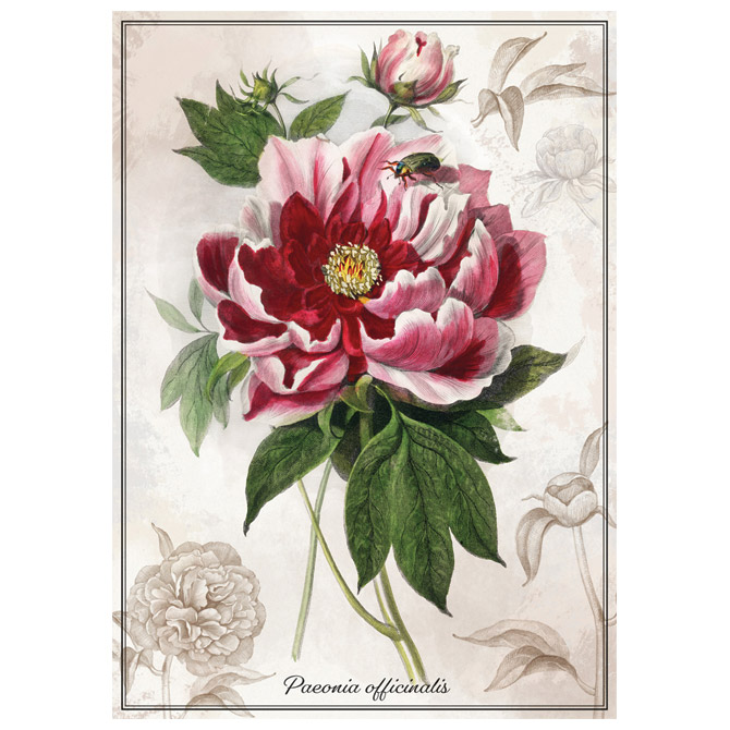 Puzzle 1000 kom tuba Botanic Peony Interdruk Cijena
